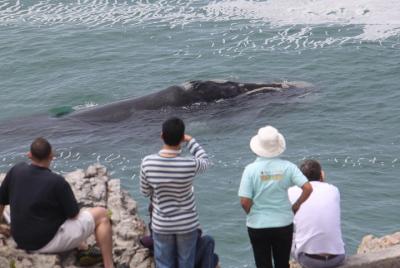 Whale Watching Walking Tours (Land-Based) - from JUNE 2021