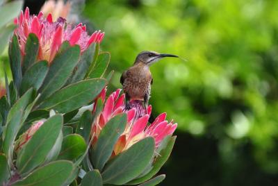 Fernkloof Guided Half day Walk