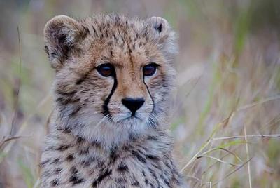The Ann van Dyk Cheetah Guided Tour 