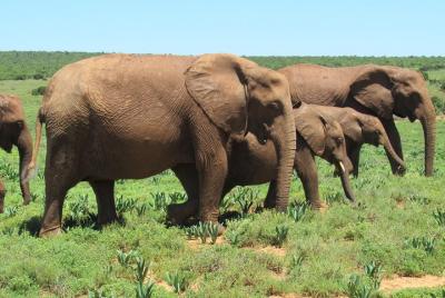 Safari at Addo Elephant National Park Guided Tour to Addo Nationa Safari at Addo Elephant National Park Guided Tour to Addo Nationa