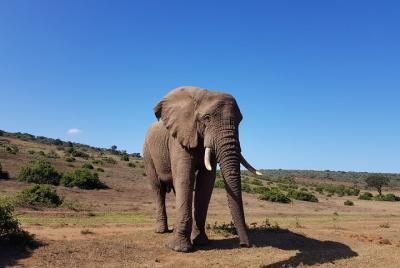 Addo Half Day Safari Addo Half Day Safari