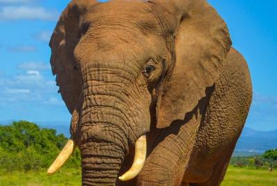 Addo Elephant National Park Safari Tour with Guide Addo Elephant National Park Safari Tour with Guide