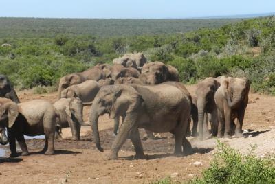 Addo Elephant Morning Safari (Half Day) Addo Elephant Morning Safari (Half Day)