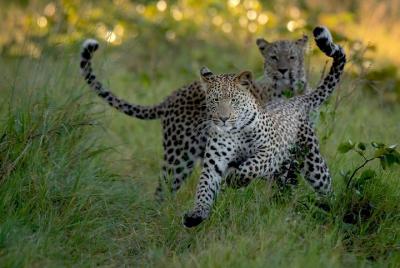 Addo National Park Full Day 4x4 Safari with Lunch Addo National Park Full Day 4x4 Safari with Lunch