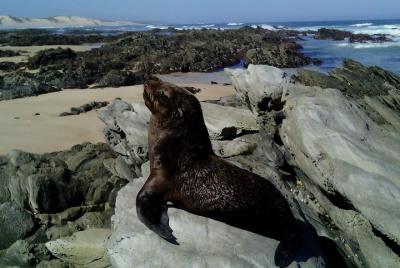 Guided Marine Walk: - Sardinia Bay (Marine Protected Area) - 3 ho Guided Marine Walk: - Sardinia Bay (Marine Protected Area) - 3 ho