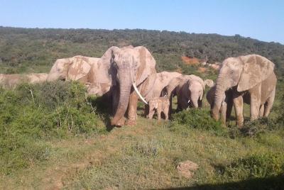 Addo Elephant National Park Game Drives Addo Elephant National Park Game Drives