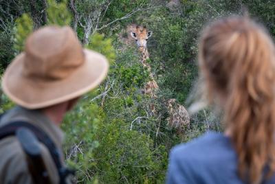 Giraffe Walking Safari Giraffe Walking Safari