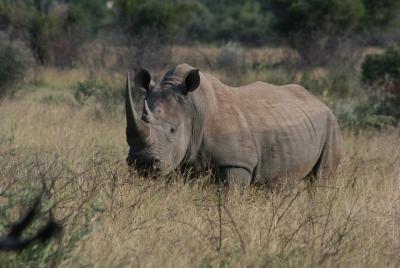 Rietvlei Nature Reserve Half-Day Tour from Johannesburg Rietvlei Nature Reserve Half-Day Tour from Johannesburg