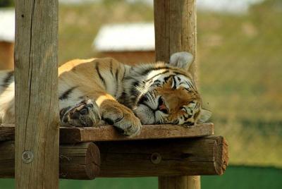 Rhino and Lion Park Guided Tour from Pretoria, THURSDAYS & SUNDAY Rhino and Lion Park Guided Tour from Pretoria, THURSDAYS & SUNDAY