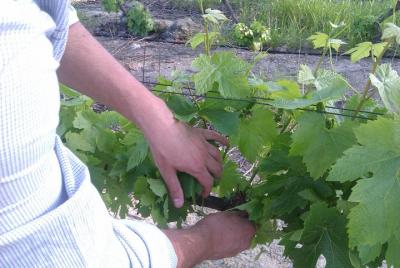 Winemakers Way - Private tour with a qualified winemaker!  Winemakers Way - Private tour with a qualified winemaker!