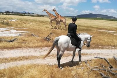 Horse Riding Wildlife Safari Horse Riding Wildlife Safari