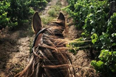 2 Hour Vineyard Trail Ride 2 Hour Vineyard Trail Ride