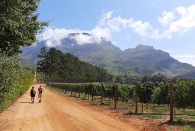 Private Vineyard Walk in Stellenbosch  Private Vineyard Walk in Stellenbosch
