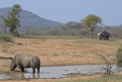 Hluhluwe Imfolozi Park Half-Day Game Drive from St. Lucia
