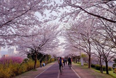 Daejeo Ecological Park+Sanrak Sakura Tunnel+HaeundaeDalmajiRoad(d Daejeo Ecological Park+Sanrak Sakura Tunnel+HaeundaeDalmajiRoad(d
