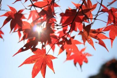 The Beauty of the Korea Fall foliage Discover 9days 8nights The Beauty of the Korea Fall foliage Discover 9days 8nights