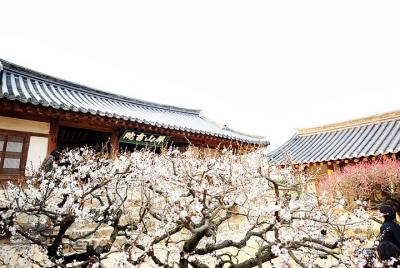 The Beauty of the Korea Cherry Blossom Discover 9days 8nights The Beauty of the Korea Cherry Blossom Discover 9days 8nights