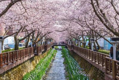 The Beauty of the Korea Cherry Blossom Discover 11days 10nights The Beauty of the Korea Cherry Blossom Discover 11days 10nights