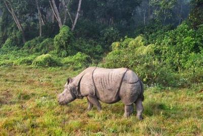 1 Night Glimpse of Chitwan Tour from Kathmandu or Pokhara - Vice 