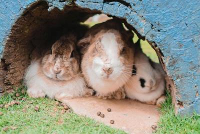 Mount Kinabalu 2D1N Trip