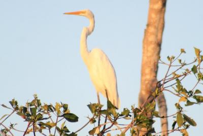 Bird Watching Tour Huatulco HT Bird Watching Tour Huatulco HT