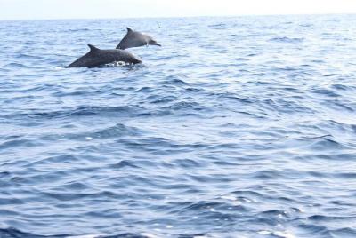 Sunrise with stars and dolphins from Puerto Escondido Sunrise with stars and dolphins from Puerto Escondido