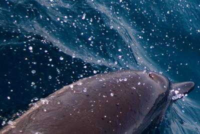 Combination Tour, Dolphin + Snorkeling 10.00 - 13.00 Combination Tour, Dolphin + Snorkeling 10.00 - 13.00