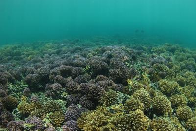 Snorkeling in Turtle bay