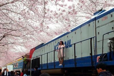 Jinhae Cherry Blossom Festival 1 Day Tour from Seoul Jinhae Cherry Blossom Festival 1 Day Tour from Seoul