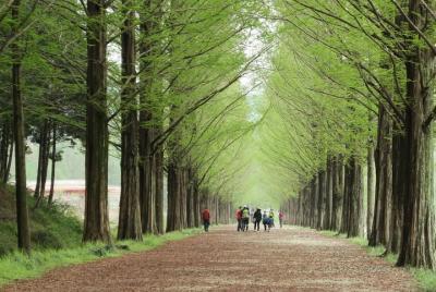 ❃(Free meal !) Nami Island & Petite France & Garden of Morning Ca ❃(Free meal !) Nami Island & Petite France & Garden of Morning Ca