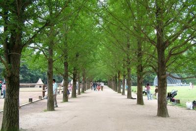 ❃ (Free meal !!) Nami Island & Garden of Morning Calm Day Tour