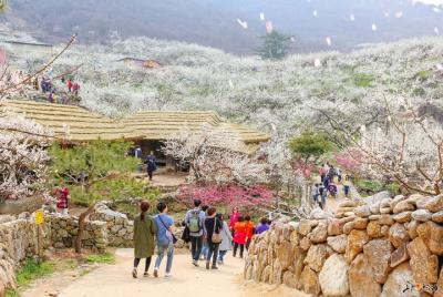 Gwangyang Maewha Flower and Jeonju Hanok Village 1 day trip from  Gwangyang Maewha Flower and Jeonju Hanok Village 1 day trip from