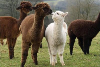 Alpaca World & Nami Island & Garden of Morning Calm Tour Alpaca World & Nami Island & Garden of Morning Calm Tour