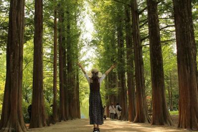 【서울출발】남이섬 & 강촌레일바이크 & 아침고요수목원 데이투어