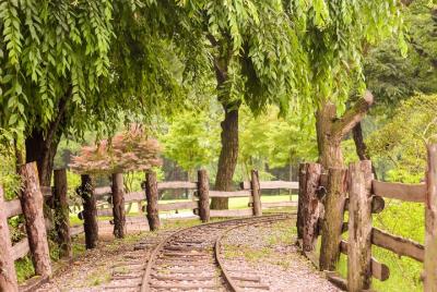 Nami Island, Petite France and Hot place Myeongdong!