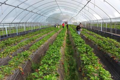 [Private Tour] Organic Strawberry Farm & Nami Island & Petite Fra