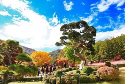 One Day Private Tour-Nami Island, Petite and Garden of Morning Ca One Day Private Tour-Nami Island, Petite and Garden of Morning Ca