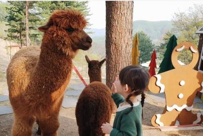 Full-Day Tour in Seoraksan National Park and Alpaca World