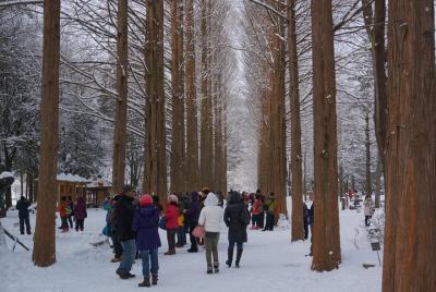 Private Tour Nami Island with Petite France or The Garden of Mor  Private Tour Nami Island with Petite France or The Garden of Mor
