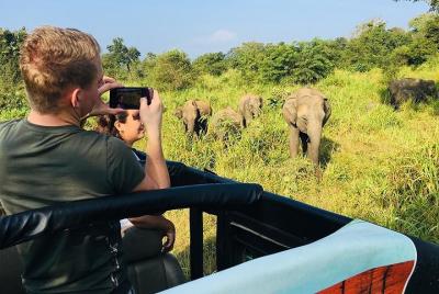 Wild Elephant Jeep Safari ( Half Day)