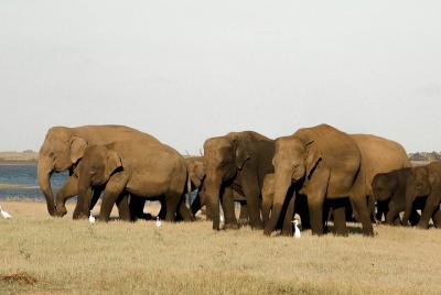 Kaudulla National Park Safari from Sigiriya
