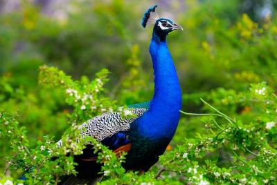 Kaudulla National Park Private Safari from Dambulla