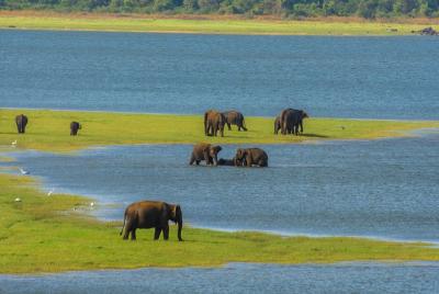 Minneriya National Park Safari from Habarana Minneriya National Park Safari from Habarana