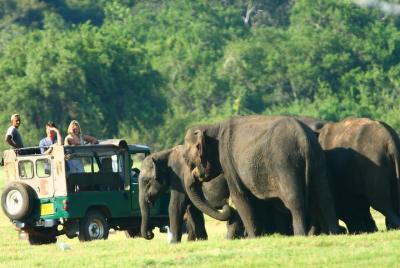 Minneriya National Park Private Jeep Safari from Habarana Minneriya National Park Private Jeep Safari from Habarana