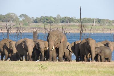 Kaudulla National Park Safari from Habarana Kaudulla National Park Safari from Habarana