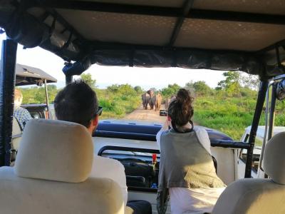Jeep Safari To See The Elephant Gathering In Kaudulla National Pa Jeep Safari To See The Elephant Gathering In Kaudulla National Pa
