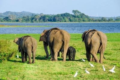 Maduru Oya National Park Shared Safari Maduru Oya National Park Shared Safari