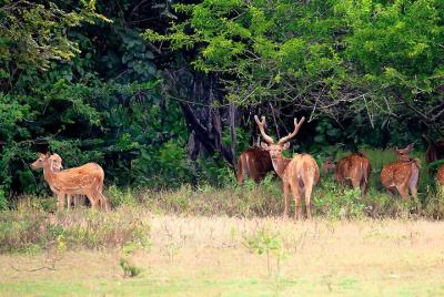 Kumana National Park Shared Safari Kumana National Park Shared Safari