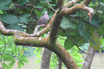Bentota village tour Bentota village tour