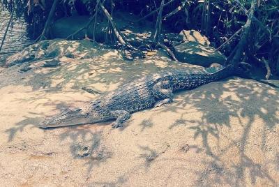 Bentota Boat Safari from Bentota Hotels  Bentota Boat Safari from Bentota Hotels